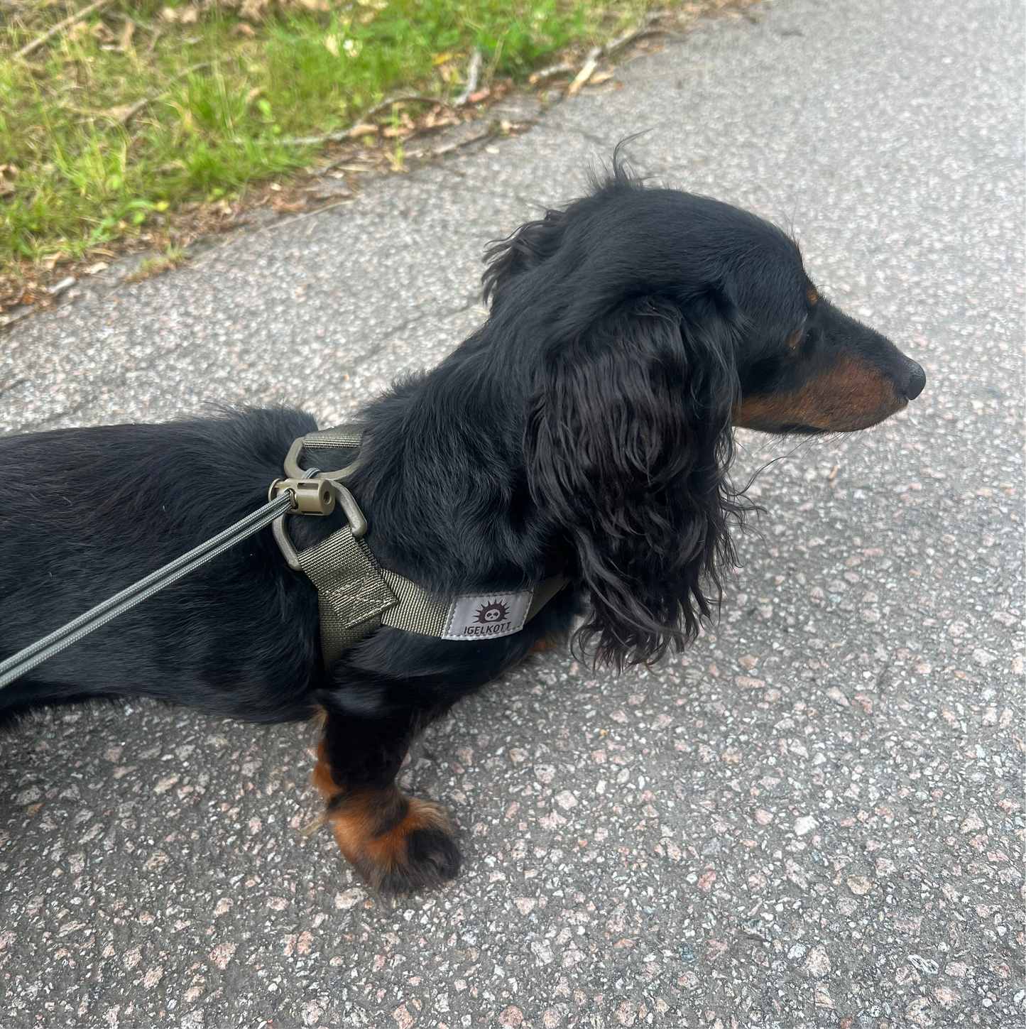 Tactical Harness for Wiener Warriors