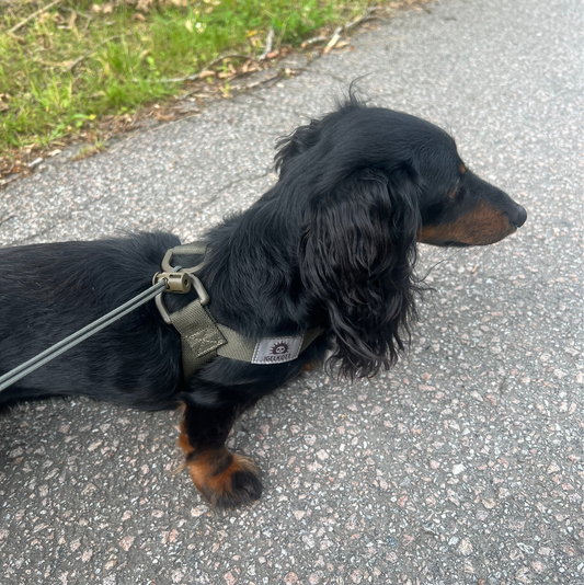 Tactical Harness for Wiener Warriors